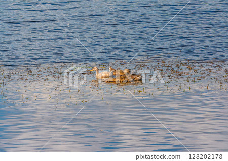 Large flock of mallard ducks swimming actively on rippling blue water. Large flock of mallard ducks swimming actively on rippling blue water. 128202178