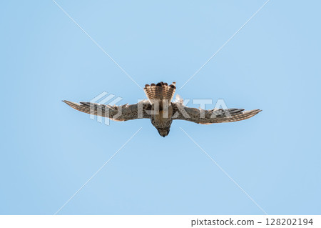 Common kestrel, Falco tinnunculus, hovered in the air in search of prey Common kestrel, Falco tinnunculus, hovered in the air in search of prey 128202194
