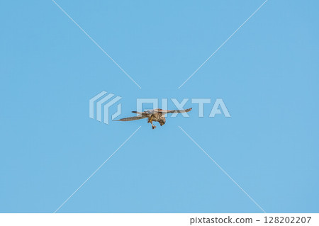 Common kestrel, Falco tinnunculus, hovered in the air in search of prey 128202207