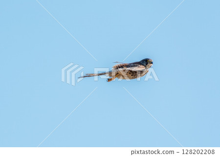 Common kestrel, Falco tinnunculus, hovered in the air in search of prey 128202208