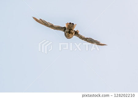 Common kestrel, Falco tinnunculus, hovered in the air in search of prey 128202210