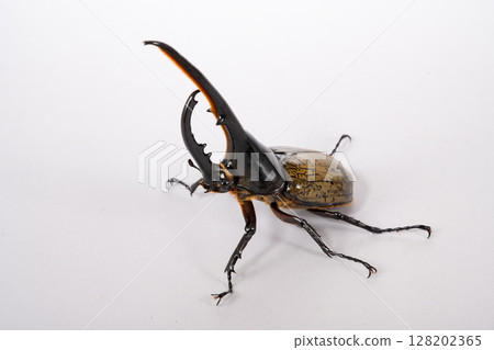 Hercules beetle male Hercules beetle male 128202365