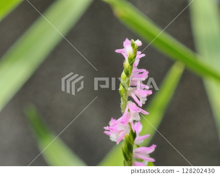 螺絲蕨花 螺絲蕨花 128202430