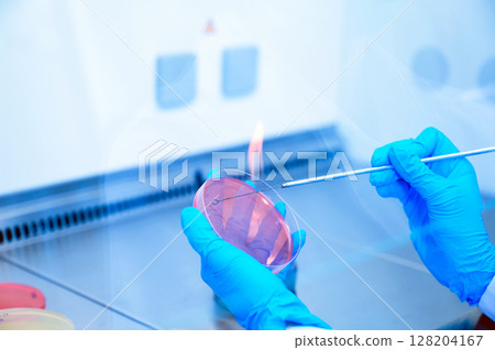 Scientist hand cultivating a petri dish whit inoculation loops in biological safety cabinet. Microbiologist works with bacteria. 128204167