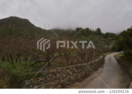 A path through fruit trees, cold landscape A path through fruit trees, cold landscape 128204216