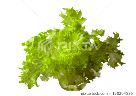 Fresh green lettuce leaves isolated on a white background. 128204586