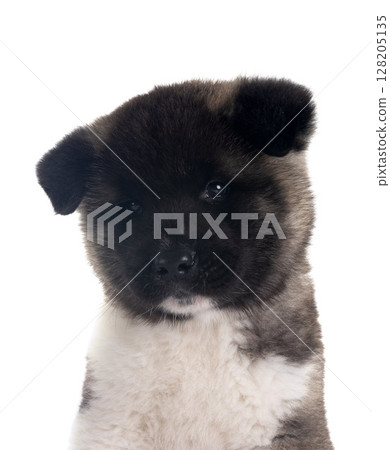 puppy amerikan akita in studio 128205135