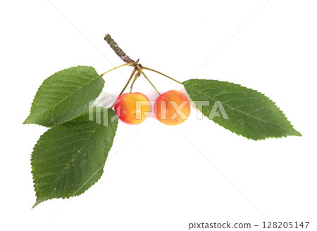 cherries in studio 128205147