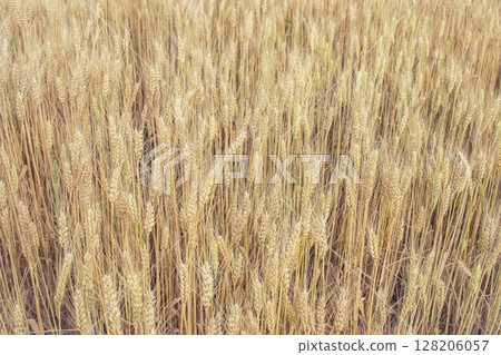 Wheat field. Ears of golden wheat close-up. Rich harvest Concept. Wheat field. Ears of golden wheat close-up. Rich harvest Concept. 128206057
