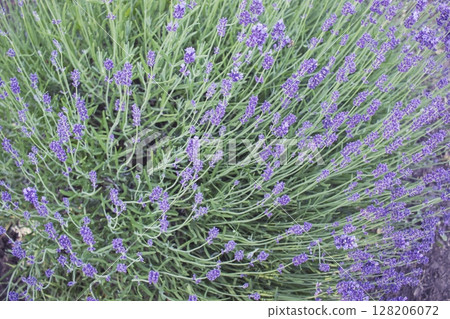 Lavender flowers bloom in a lavender field. Beautiful lavender field in summer. Lavender flowers bloom in a lavender field. Beautiful lavender field in summer. 128206072