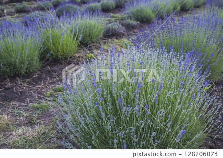 Lavender flowers bloom in a lavender field. Beautiful lavender field in summer. Lavender flowers bloom in a lavender field. Beautiful lavender field in summer. 128206073