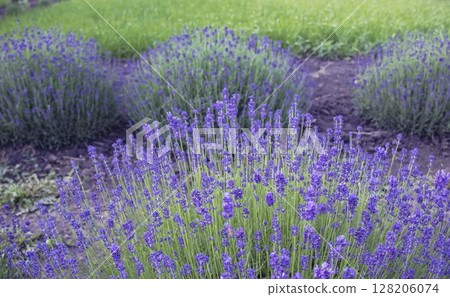 Lavender flowers bloom in a lavender field. Beautiful lavender field in summer. Lavender flowers bloom in a lavender field. Beautiful lavender field in summer. 128206074