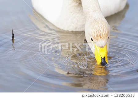 Swans visiting spring in Hokkaido drinking water Swans visiting spring in Hokkaido drinking water 128206533