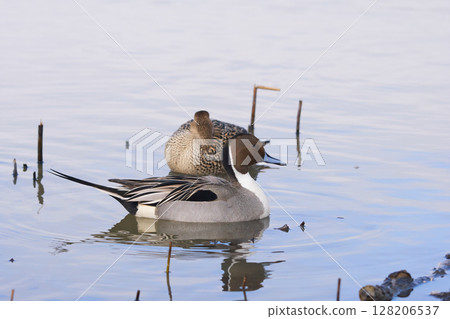 A male pintail duck swims in a swamp in spring in Hokkaido 128206537