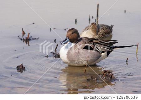 A male pintail duck resting by the water in spring in Hokkaido 128206539