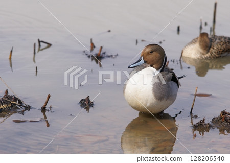 A male pintail duck resting by the water in spring in Hokkaido 128206540