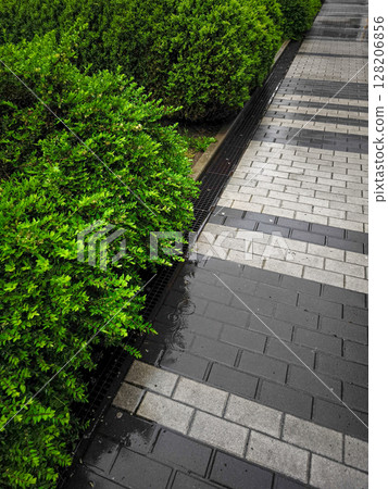 Lush green bushes alongside wet pavement create a serene atmosphere in an urban setting, showcasing nature's beauty and tranquility in city life concept 128206856
