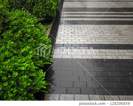Lush greenery beside wet pavement with contrasting textures and patterns creating a serene urban scene showcasing nature and architecture harmony concept 128206859