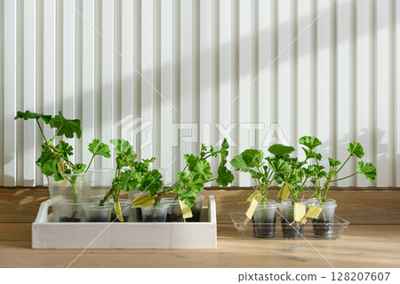 Cuttings and shoots of geranium and pelargonium plants standing at soil. Pelargonium seedlings at home 128207607