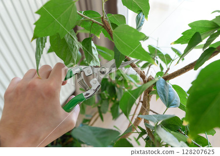 Woman cuts off a leaves with a pruner from hibiscus tree surrounded by lush greenery. Gardening concept Woman cuts off a leaves with a pruner from hibiscus tree surrounded by lush greenery. Gardening concept 128207625
