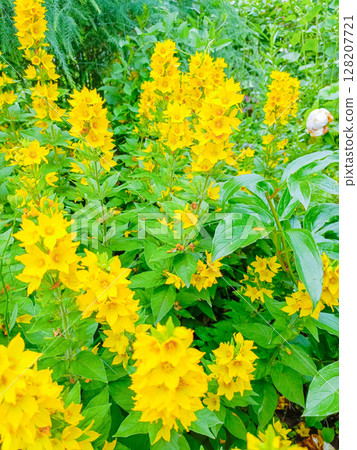 Yellow flowers in a close-up style, in yellow and green colors, representing happiness and summer gardens 128207721