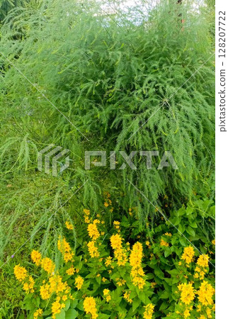 Asparagus fern and yellow loosestrife in a natural style, in green and yellow colors, representing a lush garden and vibrant growth 128207722