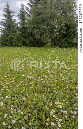 A daisy field with evergreen and birch trees in a pastoral style representing a serene landscape 128207739