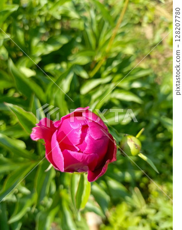 A pink peony bud in a garden in a close-up representing anticipation and beauty 128207780