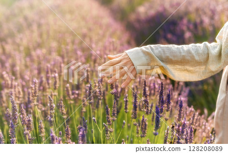 Hand Touching Lavender Plant Blossom in Garden 128208089