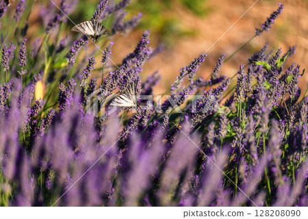 Two Butterflies on Purple Lavender Blossom 128208090