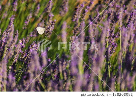 White Butterfly on Purple Lavender Blossom White Butterfly on Purple Lavender Blossom 128208091