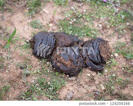 Fresh cow dung on rural soil surface 128208168