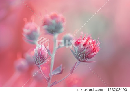 Close-up of Vibrant Pink and Purple Flower with Soft Bokeh Background 128208490