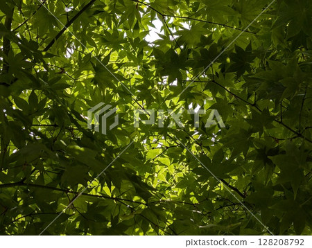 綠茵 綠茵 128208792