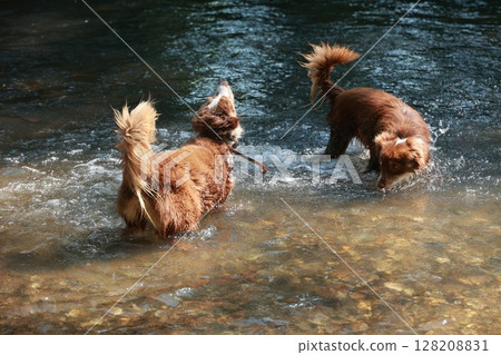 Two dogs are playing in a river, one of them has a leash 128208831