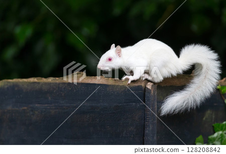 Portrait of a cute albino grey squirrel standing on a garden fence, UK Portrait of a cute albino grey squirrel standing on a garden fence, UK 128208842