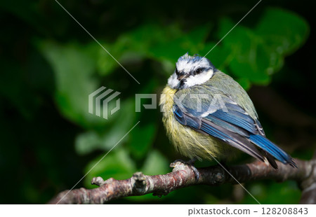 Portrait of a blue tit juvenile perched on a tree branch Portrait of a blue tit juvenile perched on a tree branch 128208843