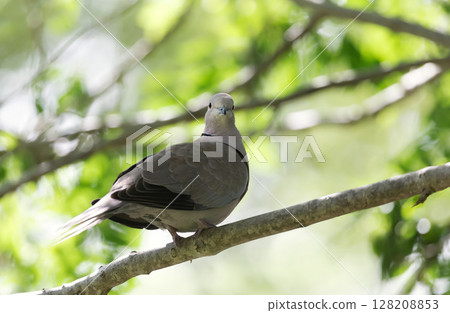 Eurasian collared dove perched on a tree branch Eurasian collared dove perched on a tree branch 128208853