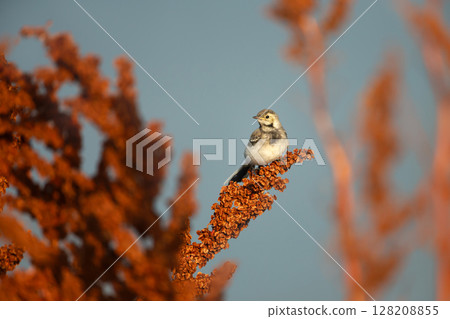 White Wagtail chick perched on a twig 128208855