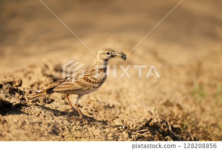 Greater Short-toed Lark holding a beetle in its beak 128208856