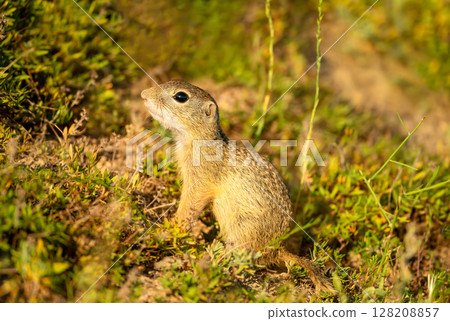 European ground squirrel in a grassy meadow European ground squirrel in a grassy meadow 128208857