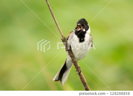 Portrait of a common reed bunting calling in a meadow 128208858