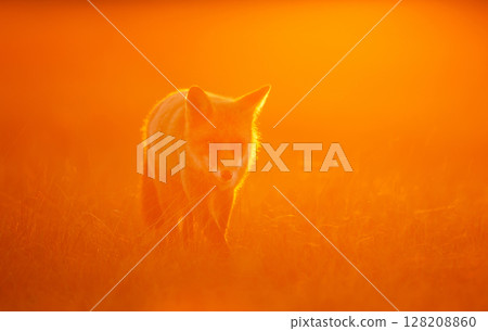 Red fox walking in a meadow during a golden sunset 128208860