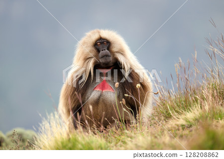 Adult male gelada monkey sitting in grassland in Ethiopian highlands Adult male gelada monkey sitting in grassland in Ethiopian highlands 128208862