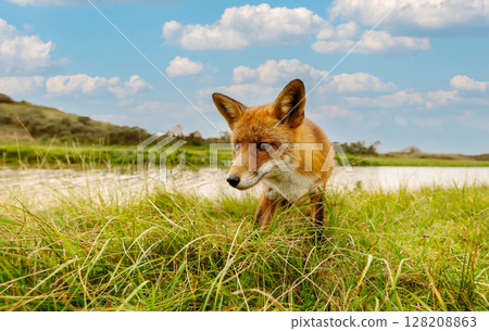 Portrait of red fox standing in green grass near a river 128208863