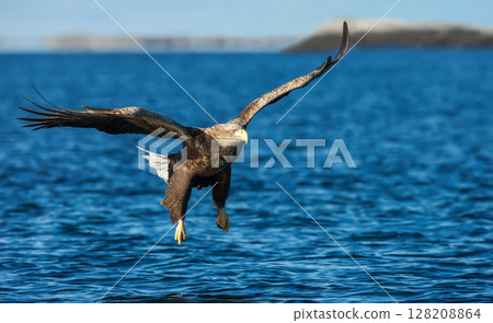 White-tailed sea eagle in flight 128208864
