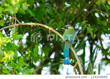 Amazonian motmot perched on a tree branch, Pantanal, Brazil Amazonian motmot perched on a tree branch, Pantanal, Brazil 128208868