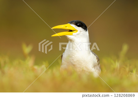 Portrait of a Yellow-billed tern in a meadow Portrait of a Yellow-billed tern in a meadow 128208869