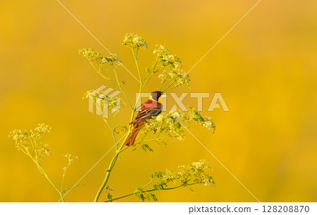 Black-headed Bunting perched on a twig Black-headed Bunting perched on a twig 128208870