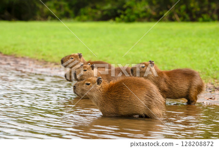 Capybara family standing on a river bank in Pantanal, Brazil Capybara family standing on a river bank in Pantanal, Brazil 128208872